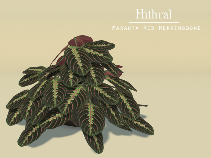 Mithral * Maranta Red Herringbone (Concrete Pot)