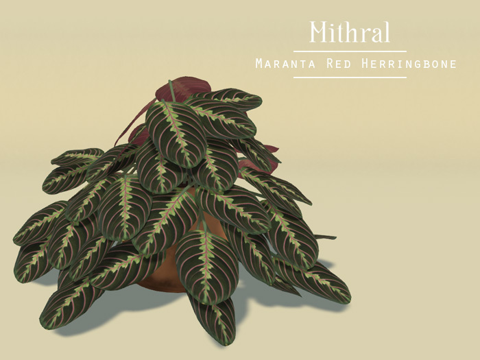 Mithral * Maranta Red Herringbone (Copper Pot)