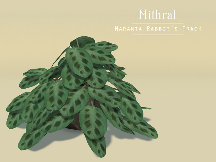 Mithral * Maranta Rabbit's Track (Concrete Pot)
