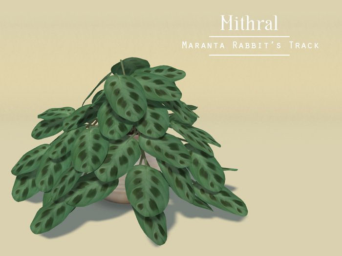 Mithral * Maranta Rabbit's Track (White Pot)