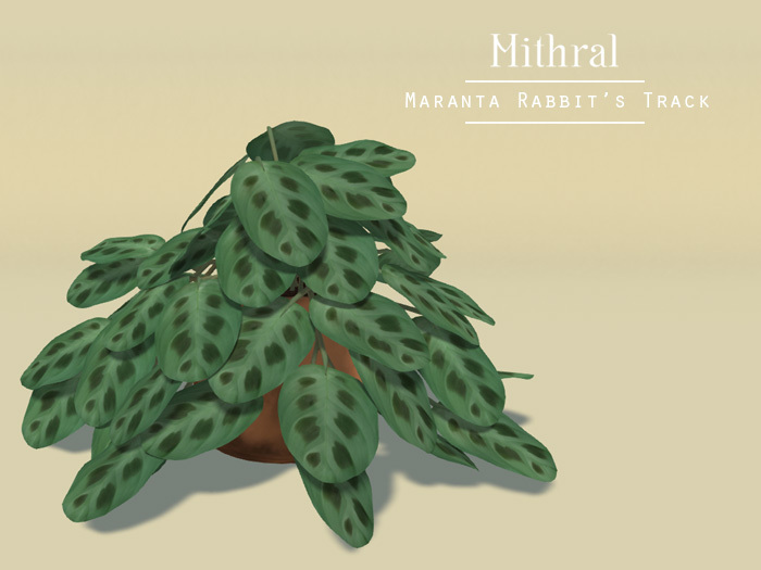 Mithral * Maranta Rabbit's Track (Copper Pot)