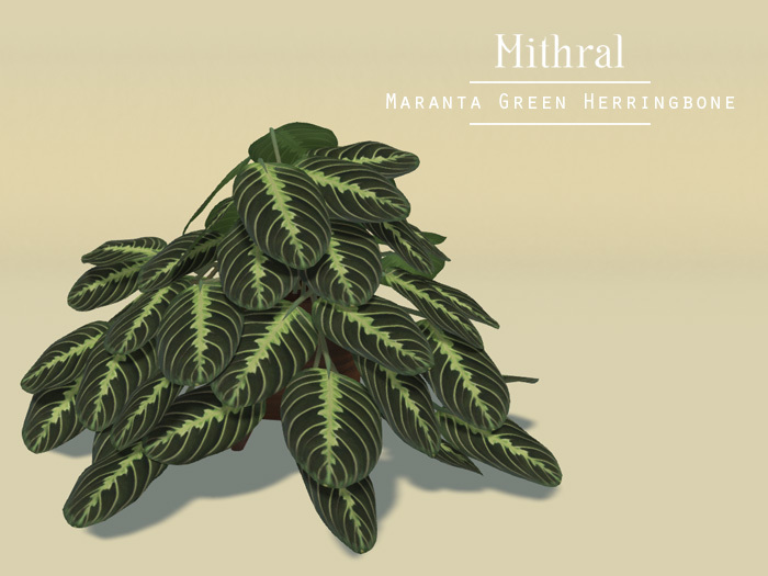 Mithral * Maranta Green Herringbone (Wood Pot)