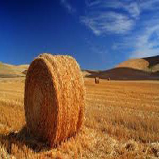DFS Hay Bale (300)