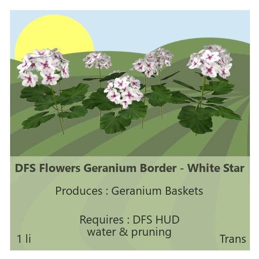 DFS Flowers Geranium Border - White Star
