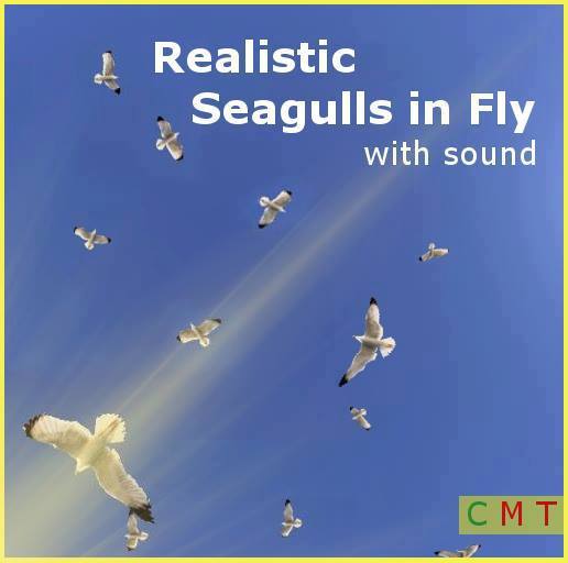 Seagull in Fly with sound/Copy