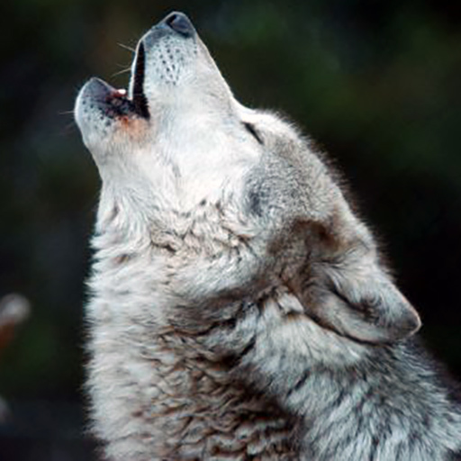 Howling Wolf