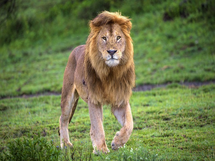 SILLY LOVE STORE BUMPER LION