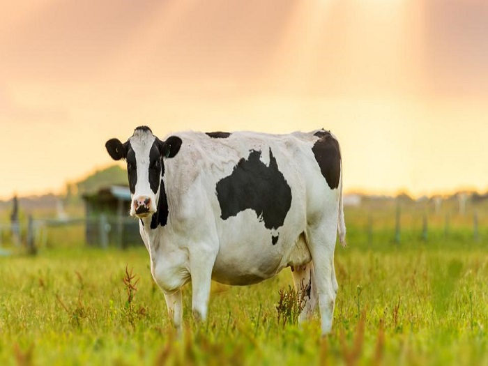SILLY LOVE STORE BUMPER COW