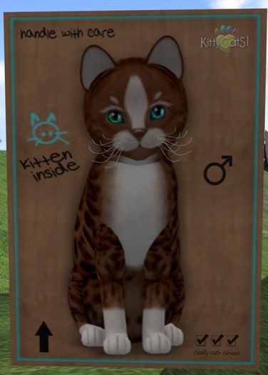 KittyCatS Box - New Born Kitten