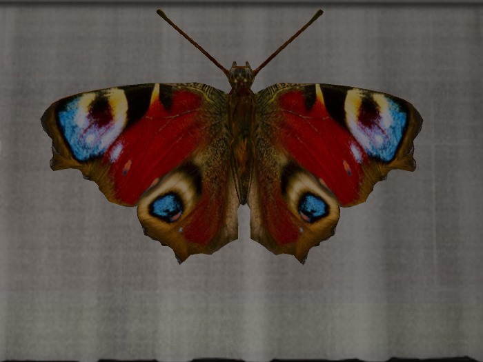 Butterfly8