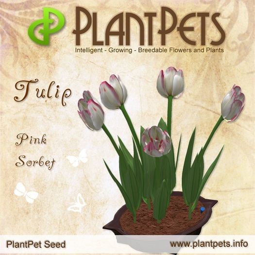 PlantPet Seed [Tulip *Pink Sorbet*]