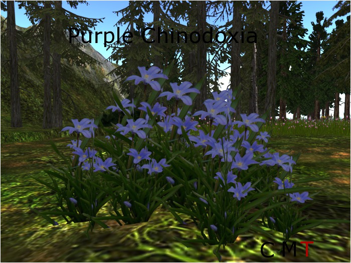 Purple Chinodoxia