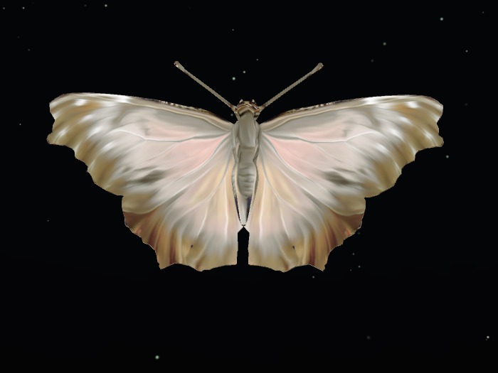 Butterfly realistic 9 Animesh big size
