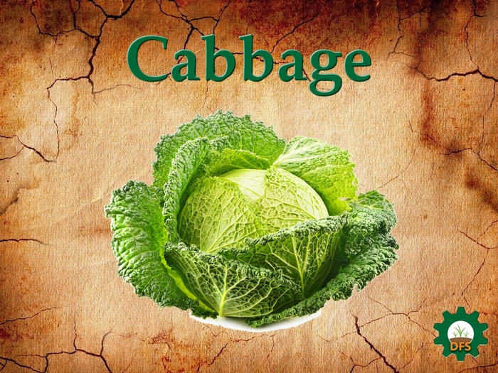 DFS Cabbage Basket 9