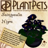 PlantPet Seed [Saintpaulia *Nigra*]