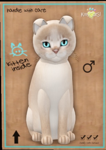 KittyCatS Box - Abyssinian - Lilac17