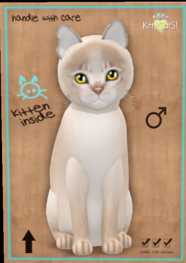 KittyCatS Box - Abyssinian - Lilac19