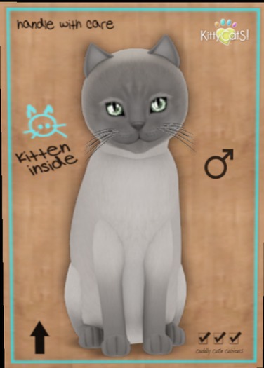 KittyCatS Box - Tonkinese - Blue Point