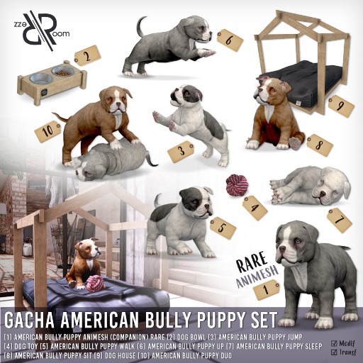 [Rezz Room] Box American Bully Puppy Up