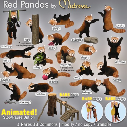 Mutresse - Laying 2 - Red Pandas