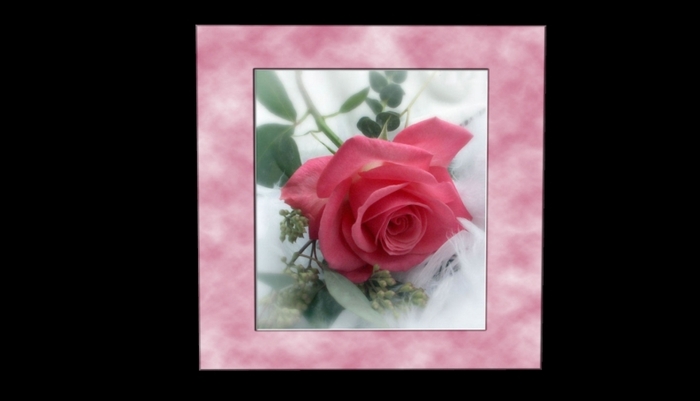 Romantic Pink Rose Picture