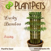 PlantPet Seed [Lucky Bamboo *Sunday*]