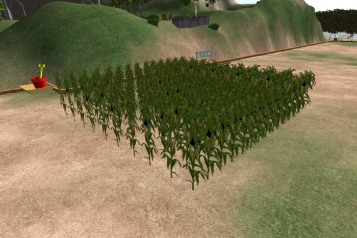 cornfield