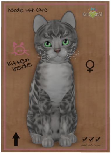 KittyCatS Box - Bengal - Silver