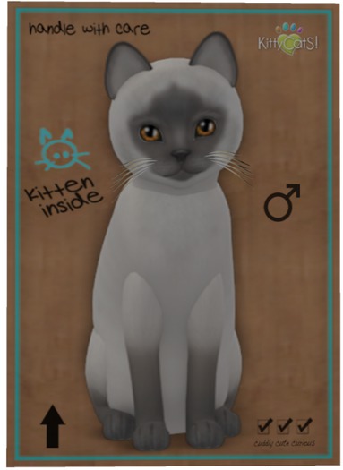 KittyCatS Box - Siamese - Blue