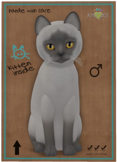 KittyCatS Box - Siamese - Blue