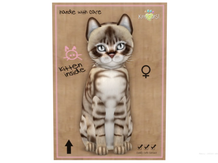 KittyCatS Box - 9 T - F - Australian Mist - Dark Chocolate