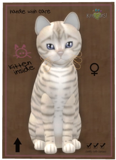 KittyCatS Box - Toyger - Snow