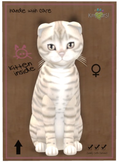 KittyCatS Box - Toyger - Snow