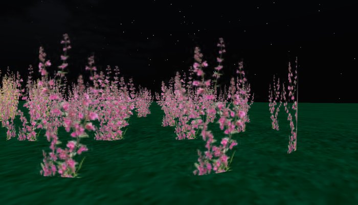 Peach wild Flowers
