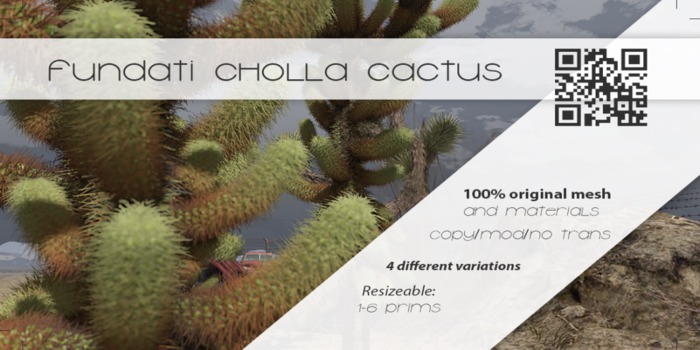 (Fundati) Cholla Cactus