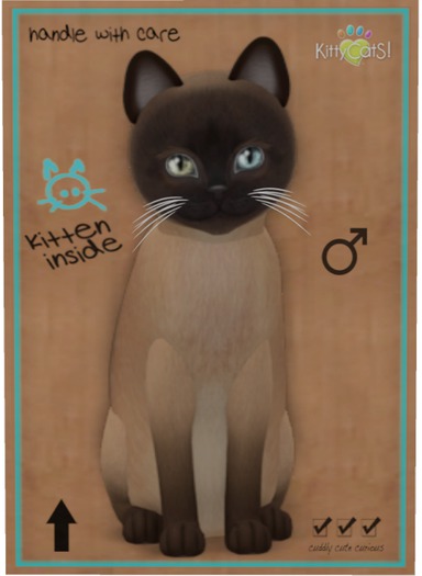 KittyCatS Box - Tonkinese - Champagne