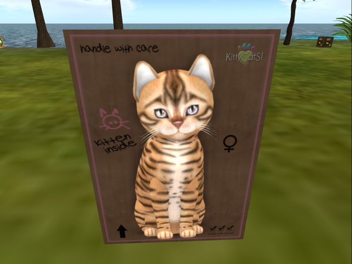 KittyCatS Box - New Born Kitten