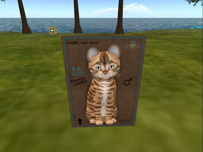 KittyCatS Box - New Born Kitten