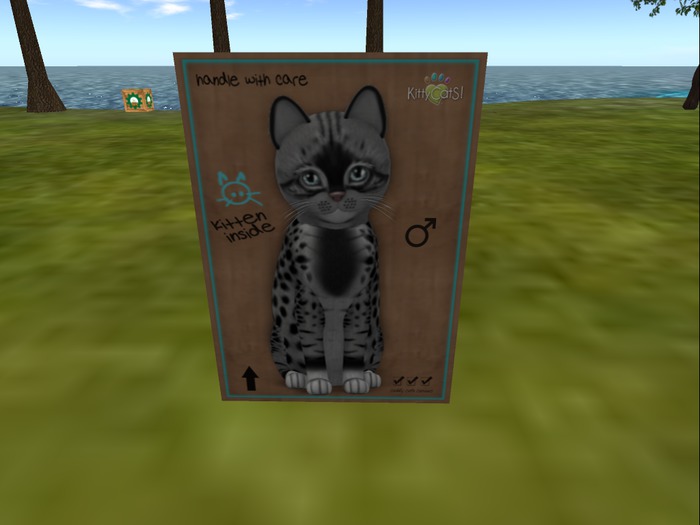 KittyCatS Box - New Born Kitten