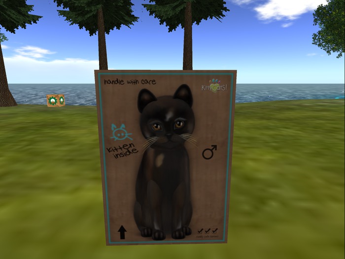 KittyCatS Box - New Born Kitten