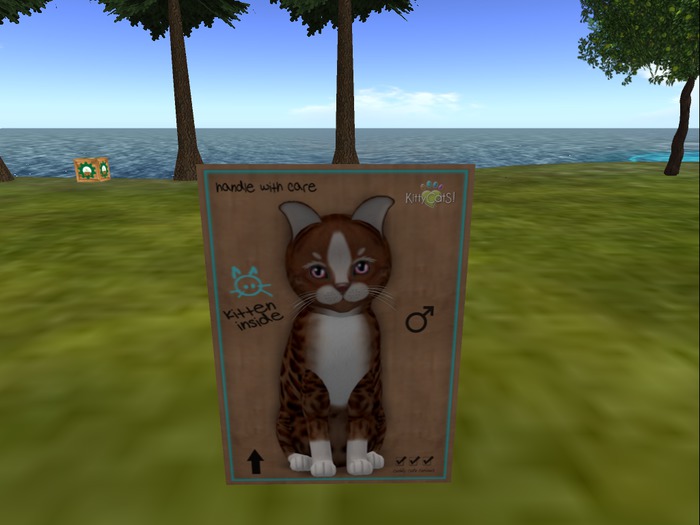 KittyCatS Box - New Born Kitten