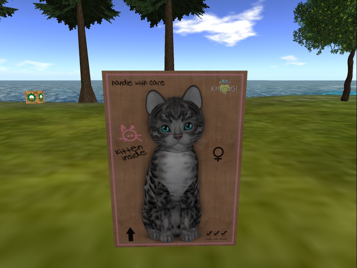 KittyCatS Box - New Born Kitten