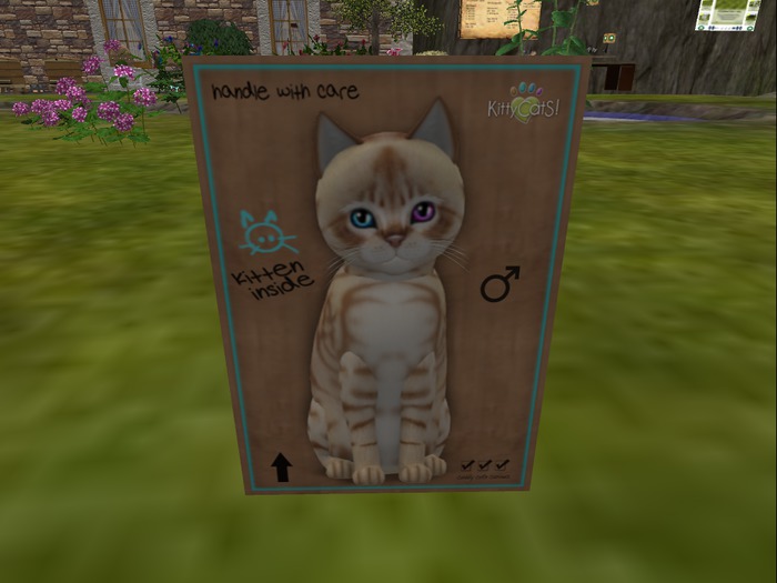 KittyCatS Box - New Born Kitten