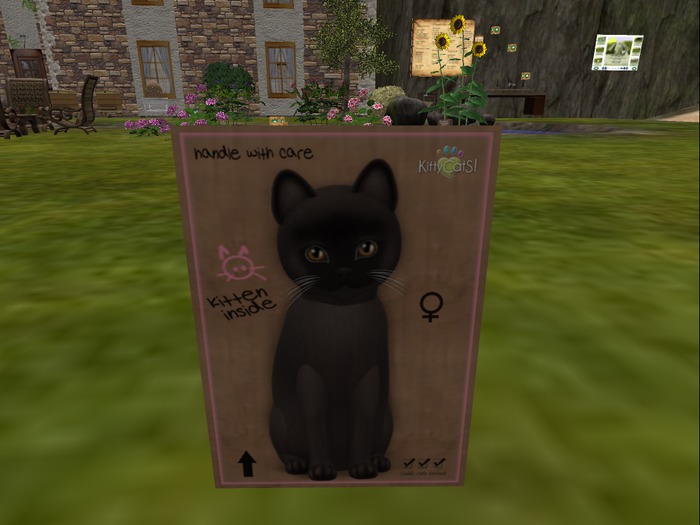 KittyCatS Box - New Born Kitten