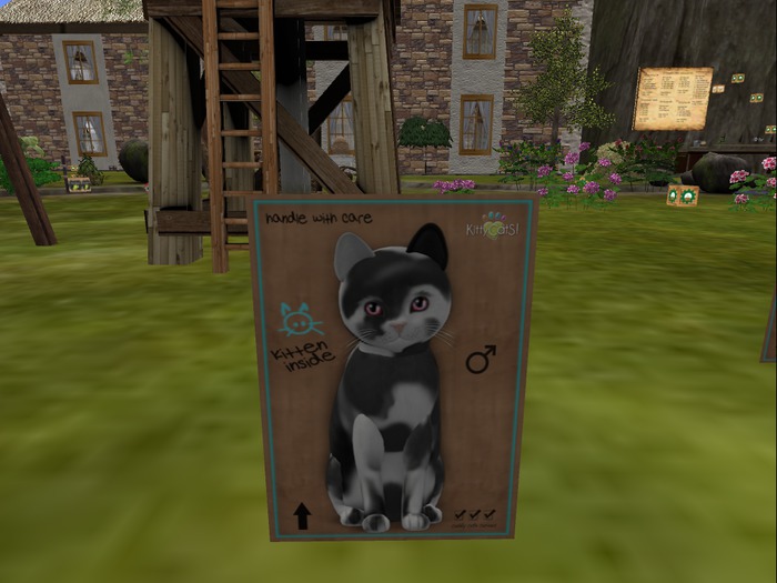 KittyCatS Box - New Born Kitten