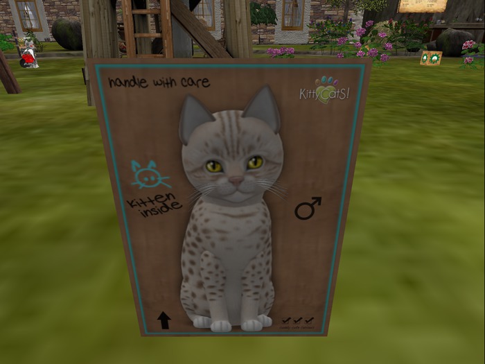 KittyCatS Box - New Born Kitten