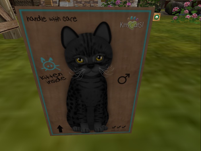 KittyCatS Box - New Born Kitten