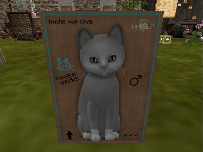 KittyCatS Box - New Born Kitten