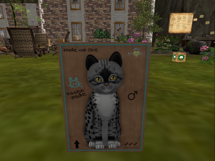 KittyCatS Box - New Born Kitten