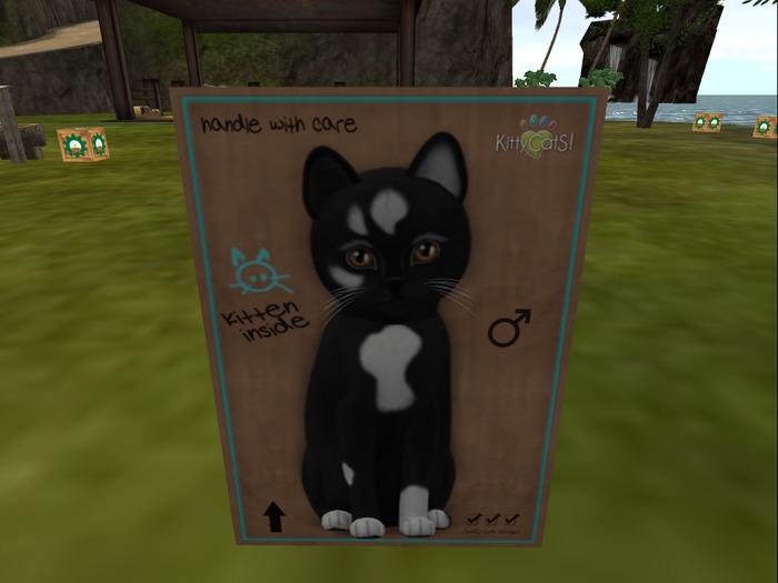 KittyCatS Box - New Born Kitten